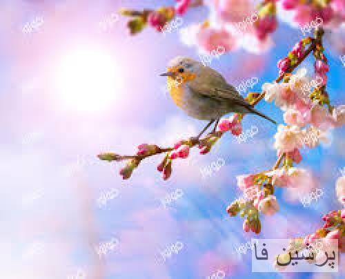 مجید رضوی اینا تورو اذیت میکنن