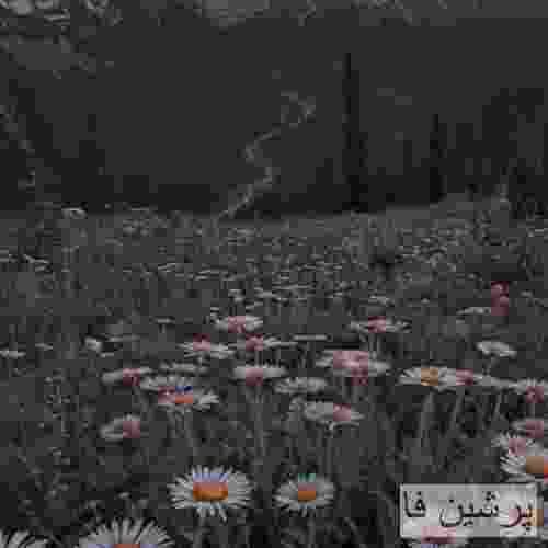 سنیور نوشمک