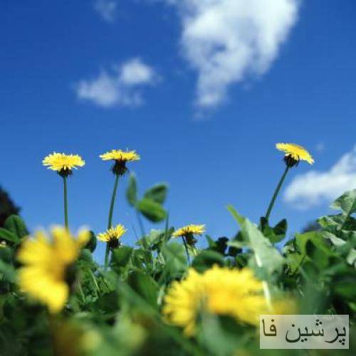 شهره غریبه خونه مارو بلد شد داره در میزنه ای وای چه بد شد