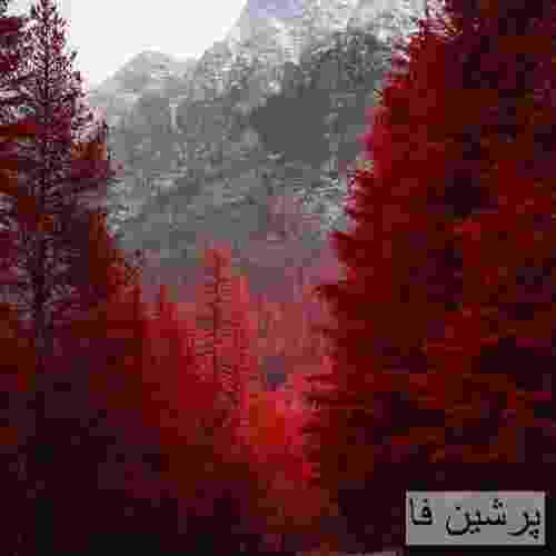شایع برو بالا