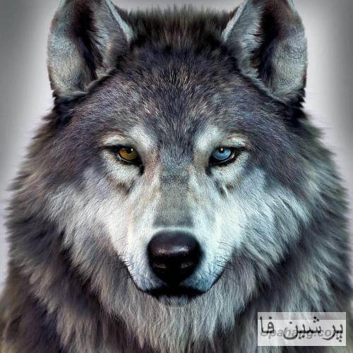 ایمانمون از وقتی رفتی