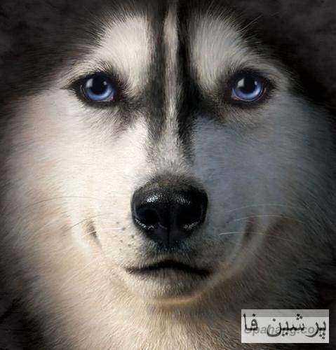 ایمانمون و سامی بیگی و جیدال سایکوناز