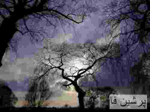 هایپهولوژیست نبض