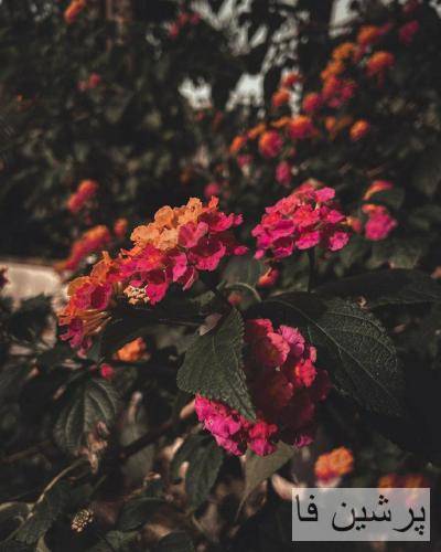 باهمیم از نوک قله تا ته دره