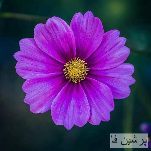 آره توام گذشتت کم بد نبوده کم فحششو نخوردم