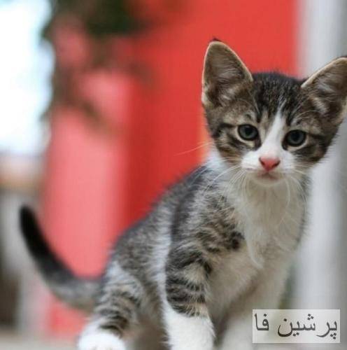 سینا ساعی نمیشه هیچی عین قبل