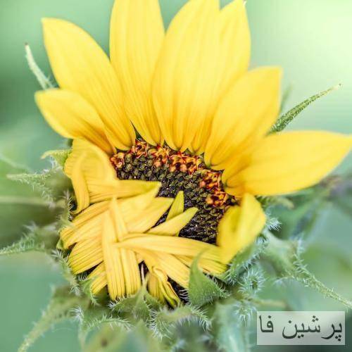 راسشو بخوای من خودم به فکر نبودنم