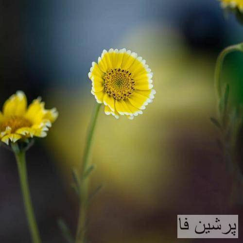 فعلا که ما شبا میخوابیم رو دلارا دلارا