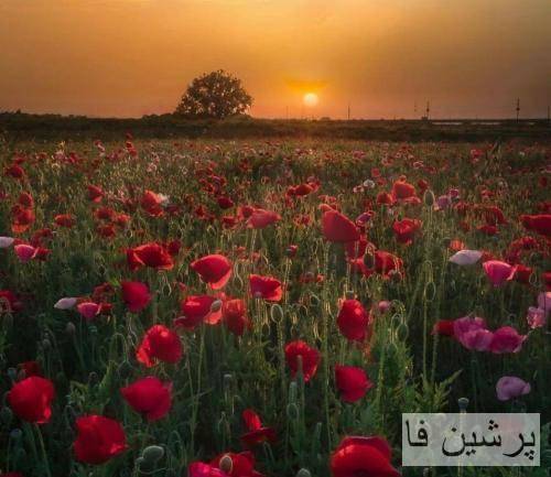 زشته واسه یه دختر یهو جلو جمع داد بزنه عاشقتم