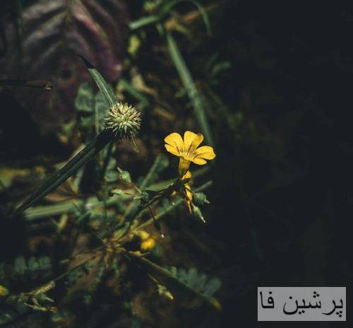 دنیرو شب جایی نمونیا اگه که مستی بدونه من جایی پا نشی برقصی