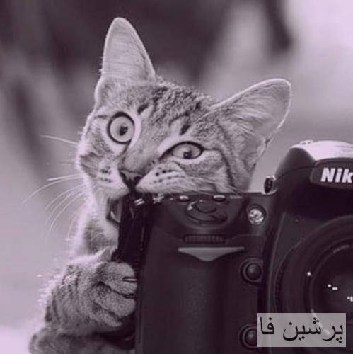 میخوای باهام کله کنی باید شست پامو مزه کنی