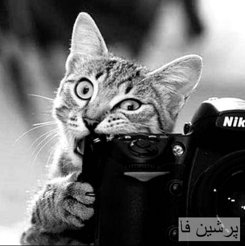 بدجوری رفتی رو اعصاب میزنم کلتو بم بگی قصاب