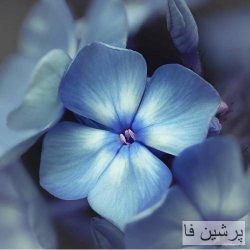  از دستم شاکی جز آشوب نیاوردم براش همه آسی منه یاغی فقط بودم عزاش