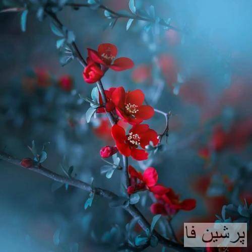 دانیال لوات