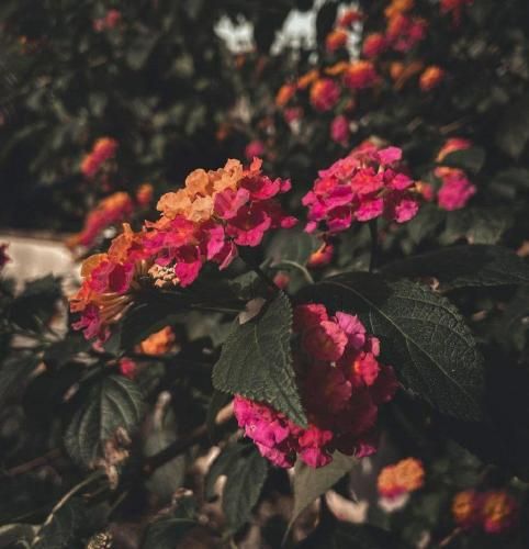 مهدی دانش تا همیشه