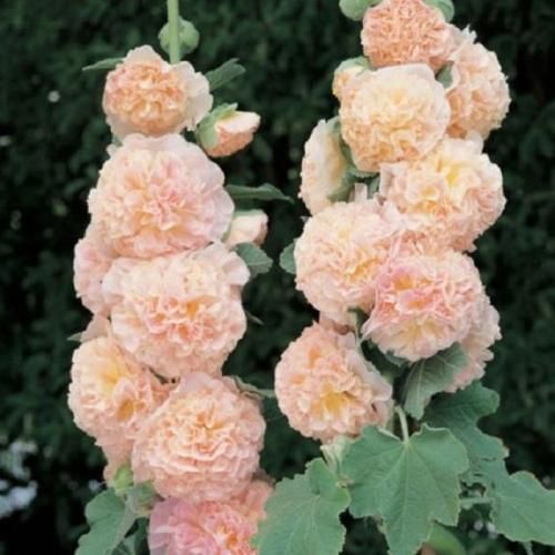 یه وقتا فقط مرگ راه حله حاجی یه وقتا بغض میاد جا خنده