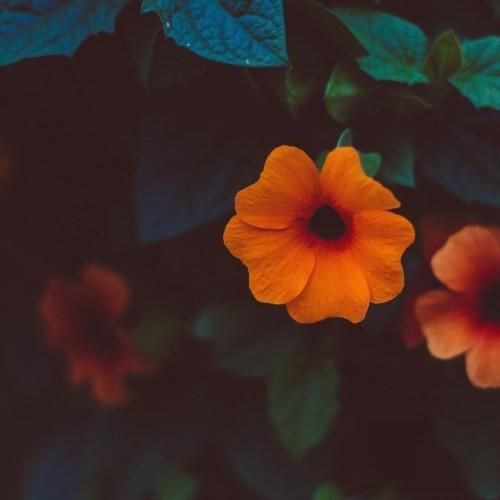  زیر پاشه کل شهر از تو این بالکنی