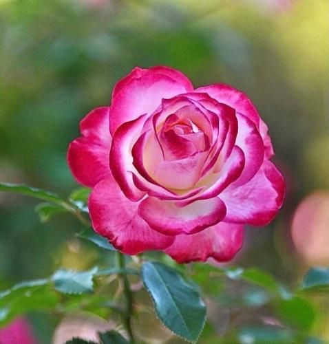 شروین حاجی پور چشماتو ببند