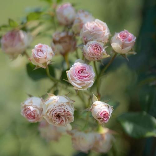 سین شین هرکی از تو میپرسه من که دهنم قرصه نمیگم بهم زدی زخم زدی