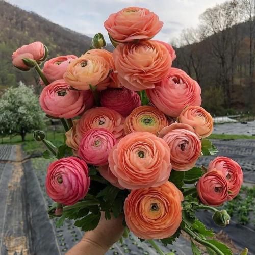 تهی عاشق یه دختره با خونوادم وای چه کنم تو خونوادم 