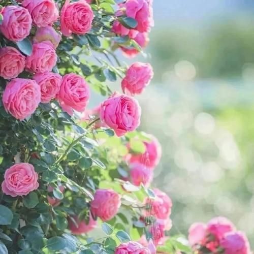 پرسین چطور عوض شد حال دلم با تو قرار گذاشتیم زیر بارونا تا صبح