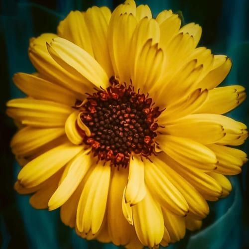 سینا سرلک گفتم به کام وصلت خواهم رسید روزی