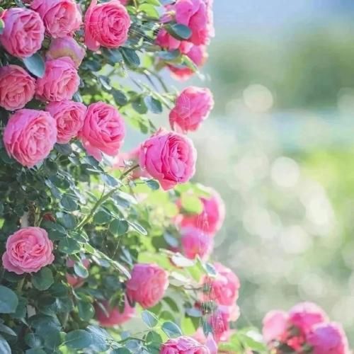 بهرام من میگم اون که تهش زنده موند تو زمستون