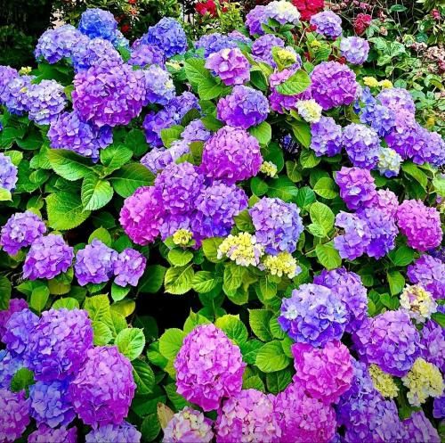 سیامک هنرور منیم اوریم عمر بویو اینانمازدی هچ کیمه