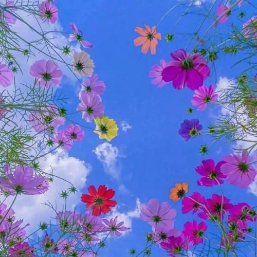 علی نصر دلبری و دلدارتم تشنه دیدارتم هرکجا بخوای بری بازم همراهتم