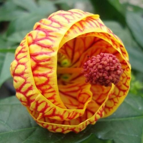یلون یلون یلونم یاره اصلیم با صدای بچه