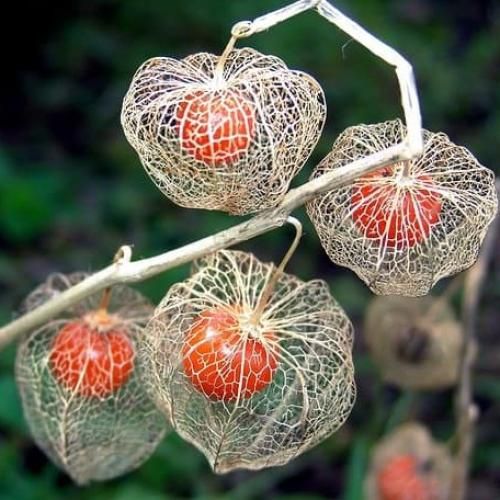 میدونم که داغ تو روی دلم نمیمونه اون خدای مهربون ما رو بهم میرسونه