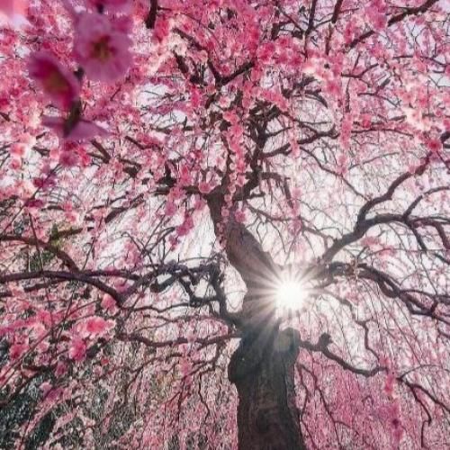 شلوار کردی دل منو بردی هالو قلندر