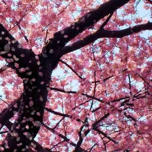 دوتا کلاه کج دستشون بی سیم بستن چهار راه