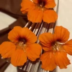 دانلود آهنگ جدید ما به هم نمیرسیم از فرووال